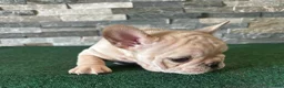French Bulldog dogs for sale: Mercedes - Ad 10
