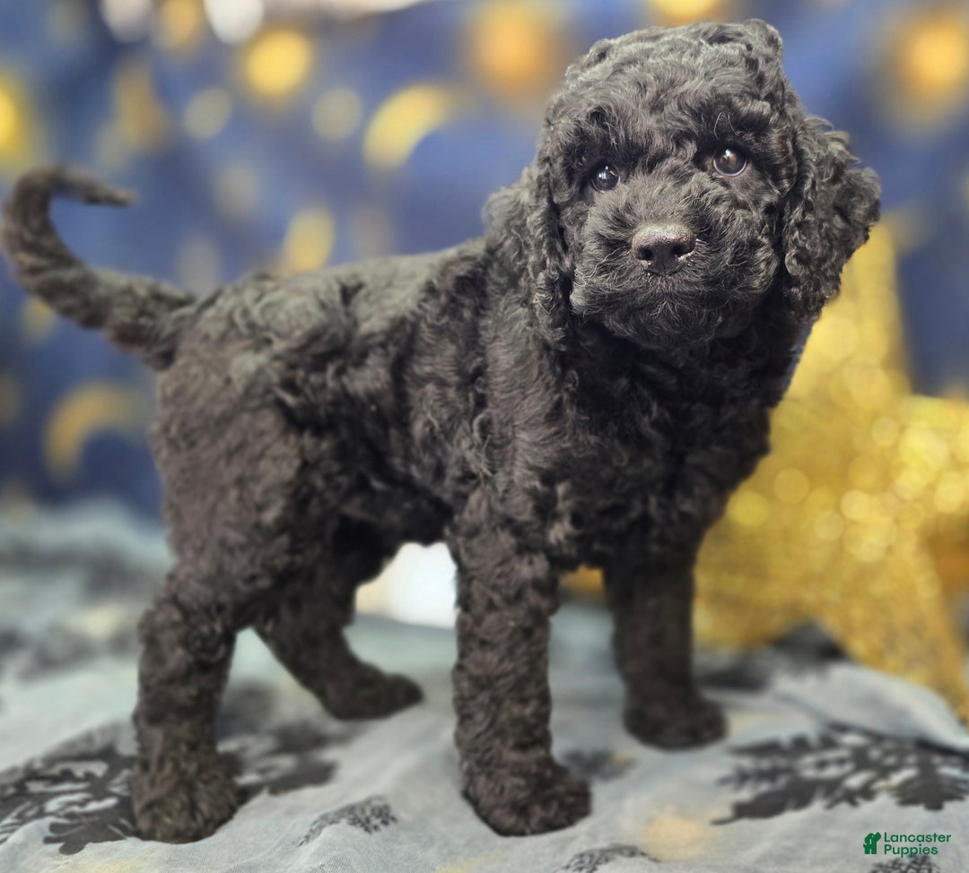 Cockapoo dogs for sale: Foggy - Ad 10