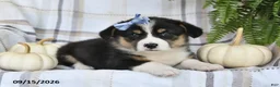 Welsh Corgi Pembroke dogs for sale: Lilly - Ad 3