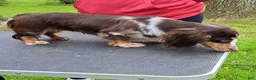 Miniature Dachshund dogs for sale: Zoey - Ad 10