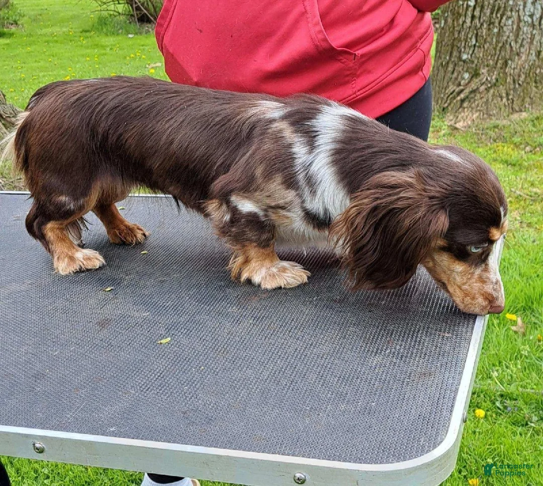 Miniature Dachshund dogs for sale: Zoey - Ad 10