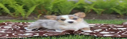 Mixed Breed dogs for sale: Sawyer - Ad 4