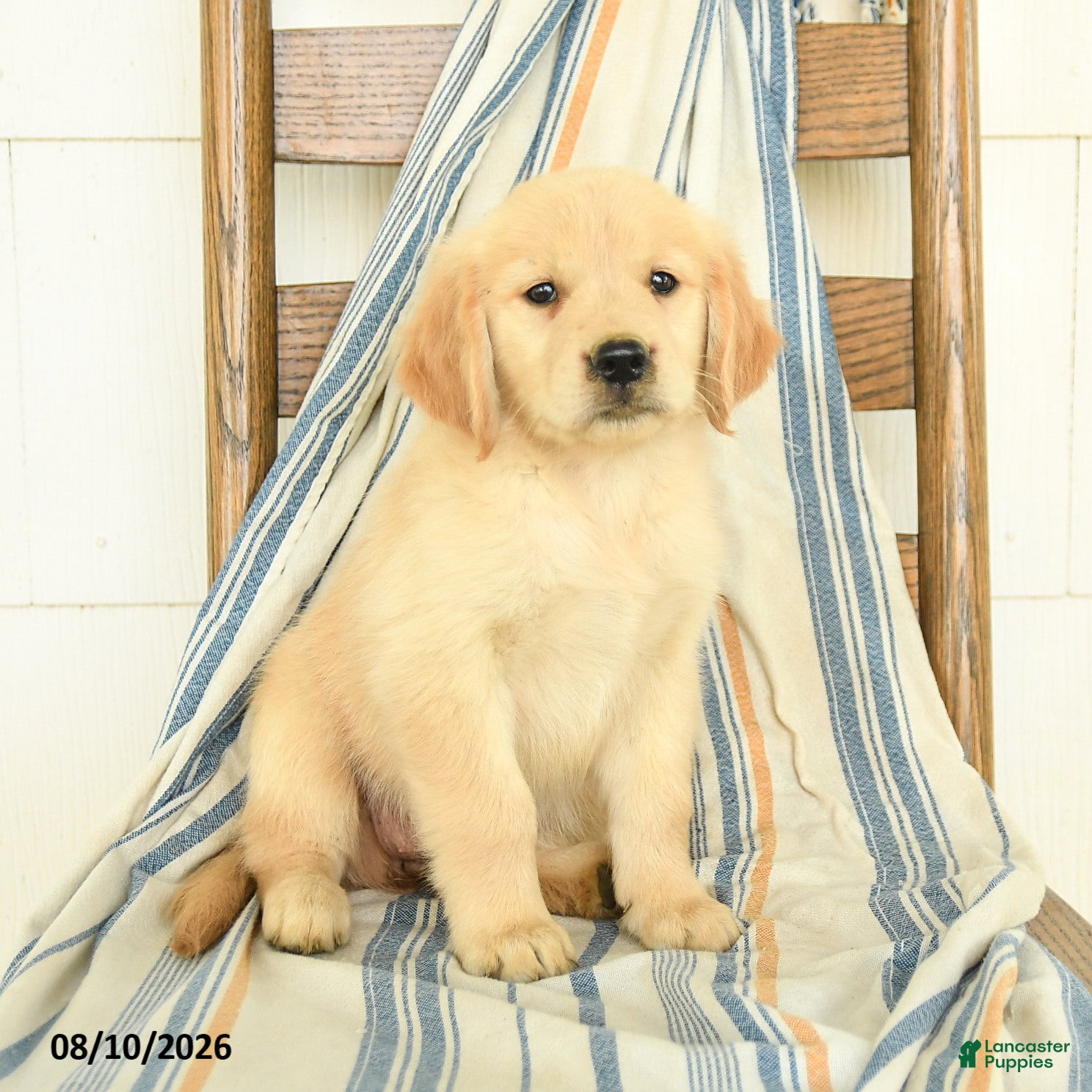 Golden Retriever dogs Julia - Ad 1