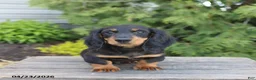 Miniature Dachshund dogs for sale: Indy - Ad 4