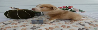 Mixed Breed 5 Twinkie
