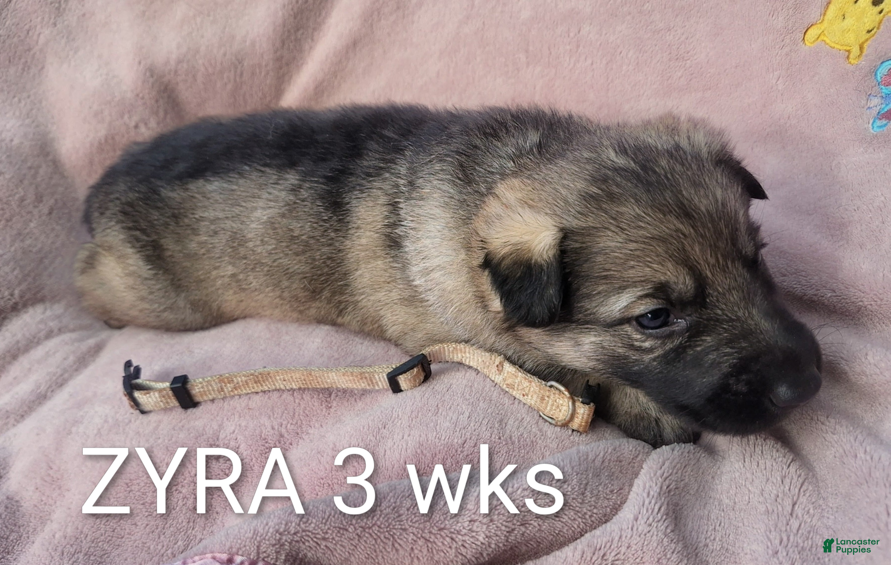 German Shepherd dogs Zyra - Ad 1