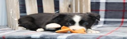 Border Collie dogs for sale:  Ozzy - Ad 7