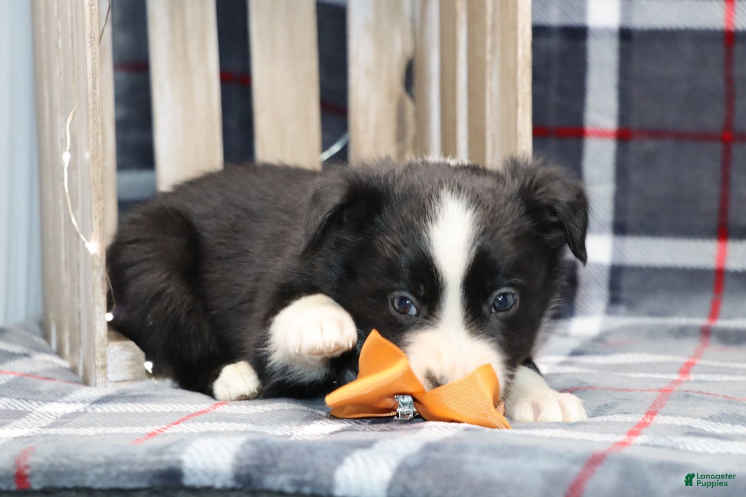Border Collie dogs for sale:  Ozzy - Ad 7