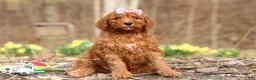 Goldendoodle dogs for sale: Amy - Ad 2