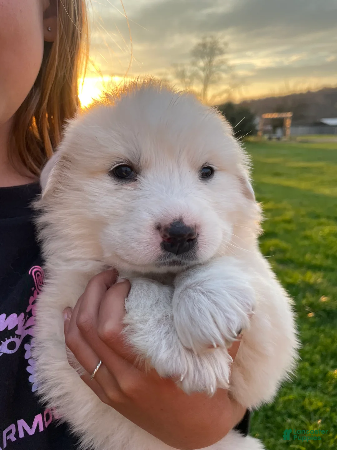 Great Pyrenees dogs for sale: Great Pyrenees Puppy 6 Martha - Ad 1