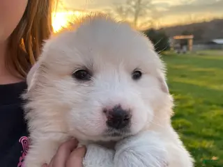 Great Pyrenees dogs Great Pyrenees Puppy 6 Martha - Ad 19