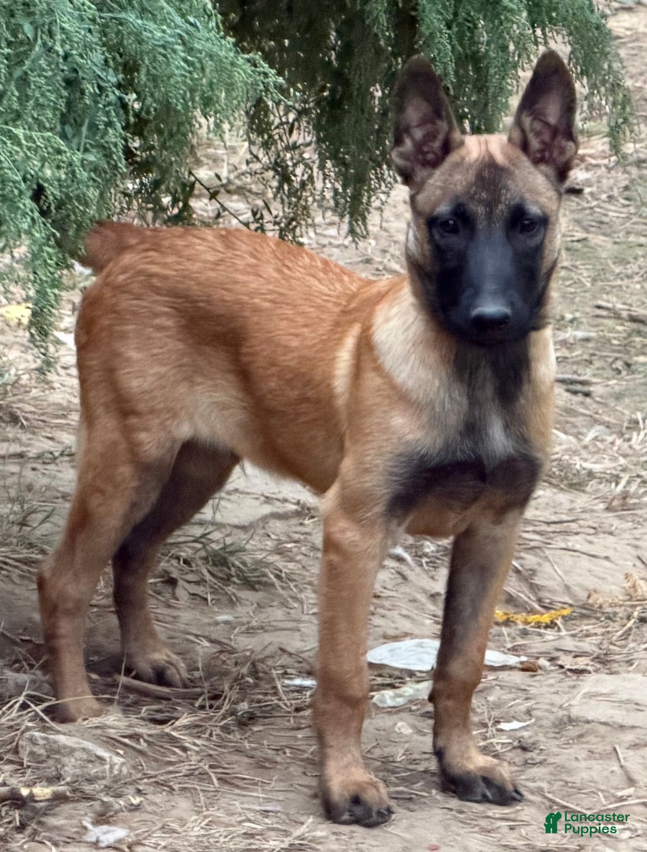 Belgian Malinois dogs Belgian Malinois 3 - Ad 6