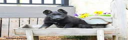 Mixed Breed dogs for sale: Cocoa  - Ad 2