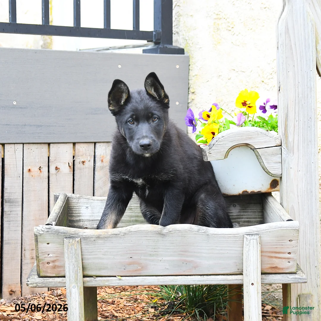Mixed Breed dogs for sale: Cocoa  - Ad 2