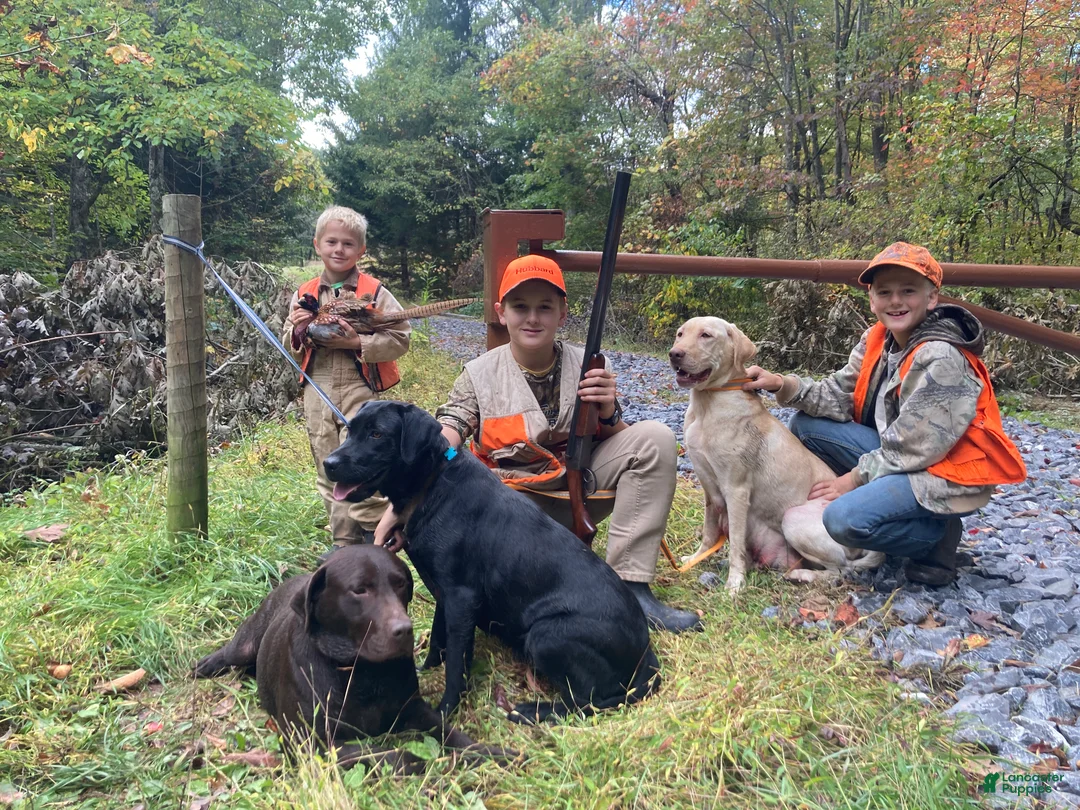 Labrador Retriever dogs for sale: Labrador Retriever Puppy 2 - Ad 2