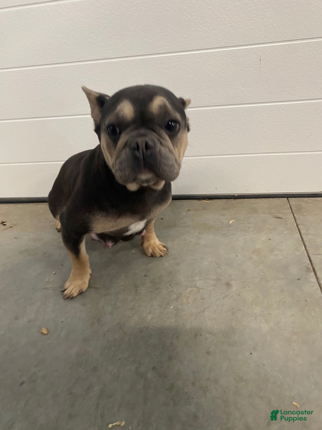 French Bulldog dogs for sale: Paisley - Ad 13