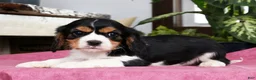 Cavalier King Charles Spaniel dogs for sale: Steven - Ad 5