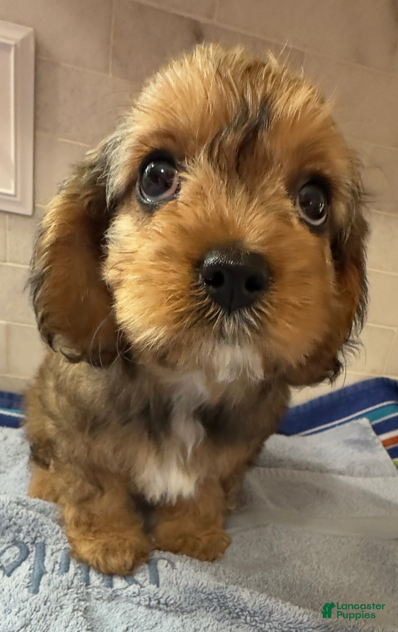 Cavapoo dogs Annie  - Ad 40