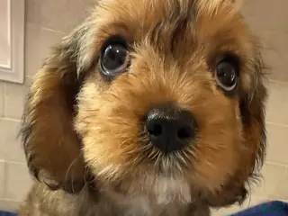 Cavapoo dogs Annie - Ad 40