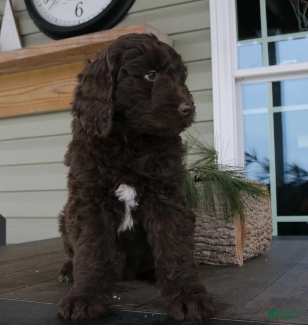 Newfypoo dogs for sale: Roxy - Ad 16