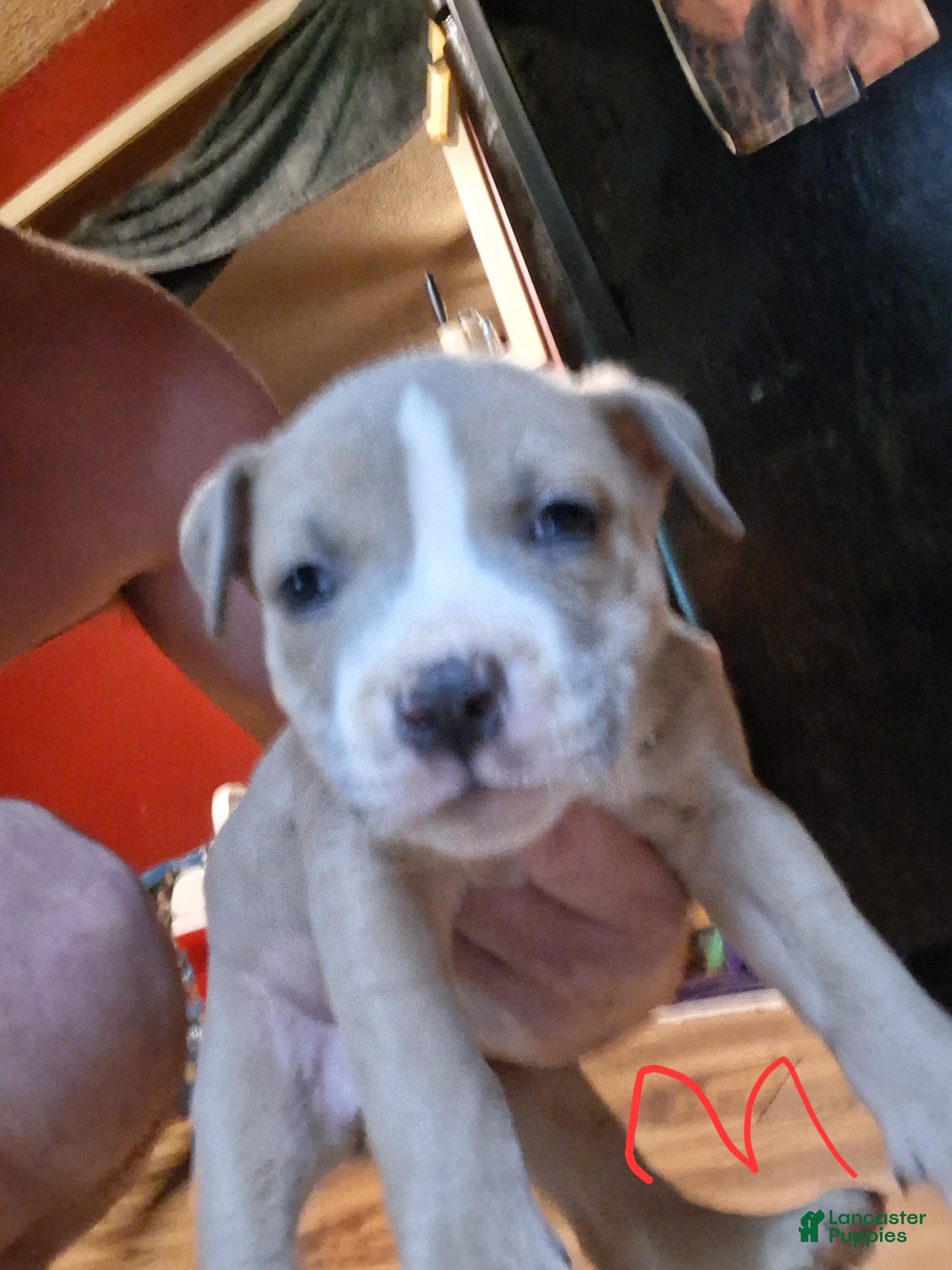 American Pit Bull Terrier dogs American Pit Bull Terrier 4 - Ad 38