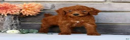 Miniature Poodle dogs for sale: Nova - Ad 6
