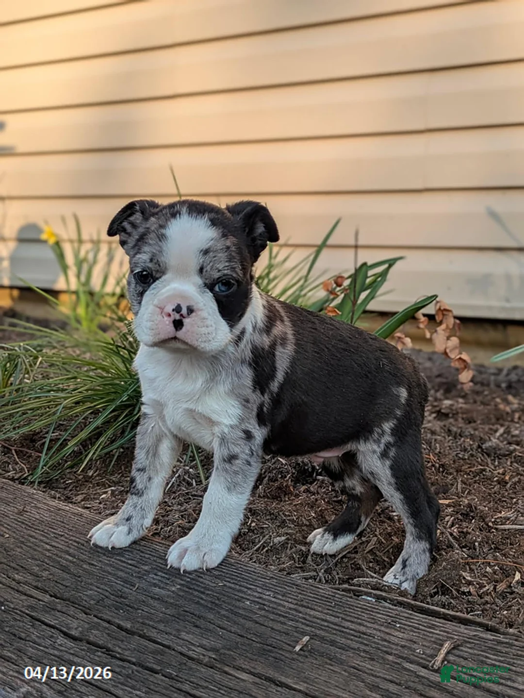 Boston Terrier dogs for sale: Casper - Ad 1