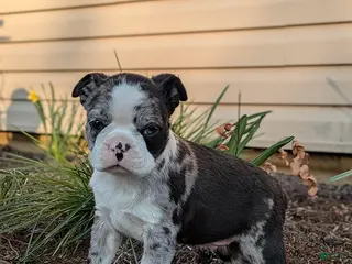 Boston Terrier dogs for sale: Casper - Ad 1