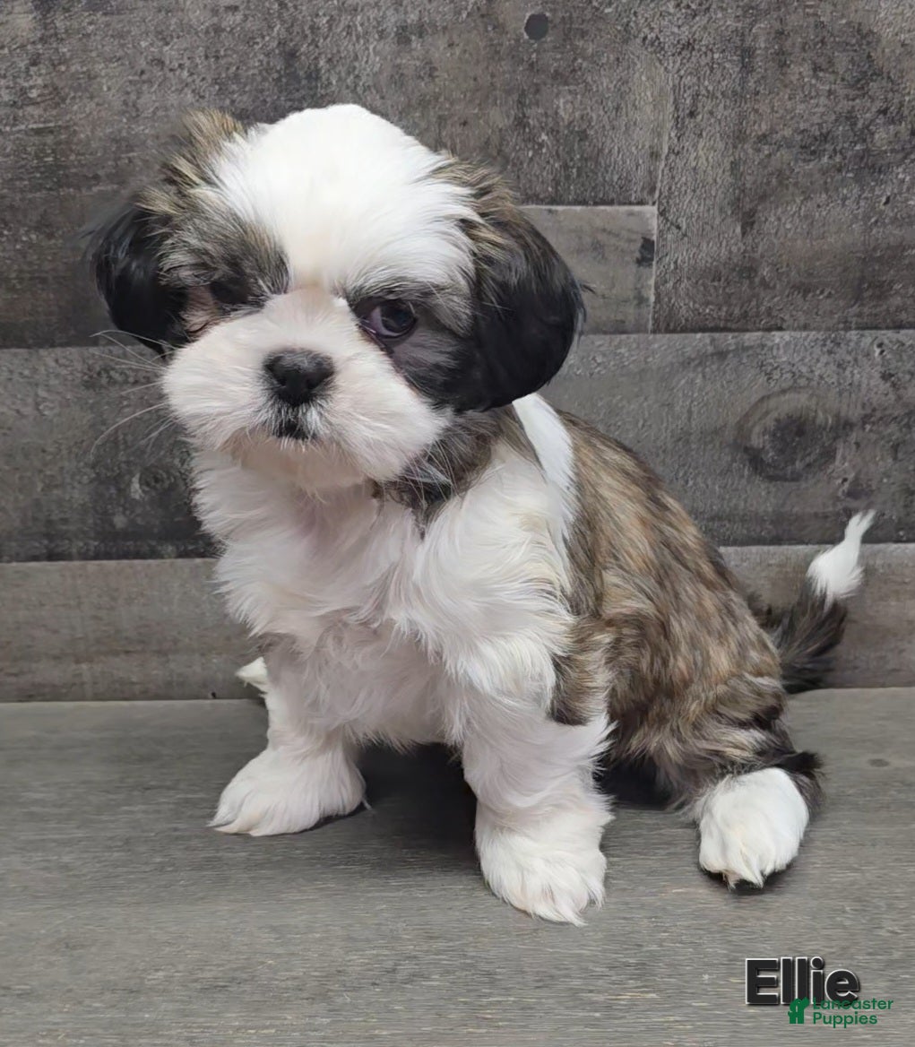 Shih Tzu dogs Ellie - Ad 33