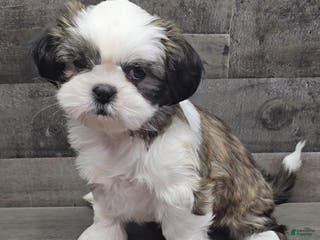 Shih Tzu dogs Ellie - Ad 33