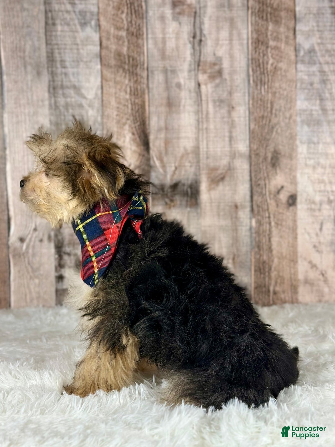 Morkie dogs for sale: Girl Opal - 0002 - Ad 2