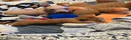 Xoloitzcuintle dogs for sale: TITAN  - Ad 4