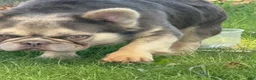French Bulldog dogs for stud: NYC exotic frenchies - Ad 2