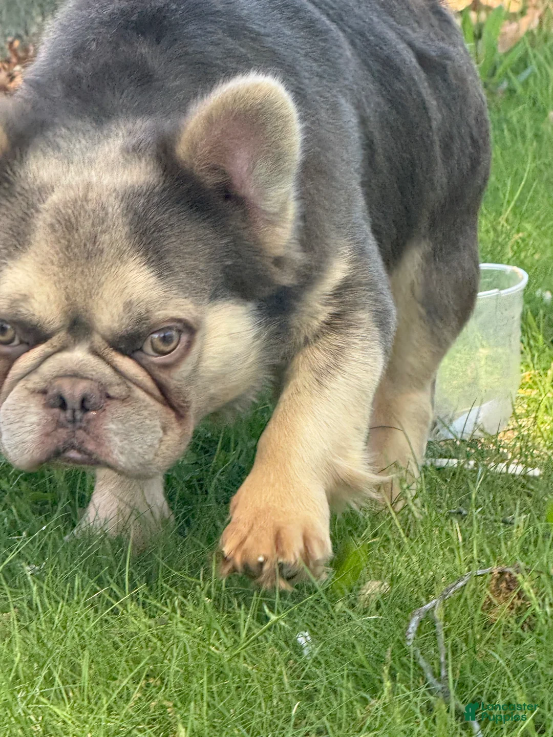 French Bulldog dogs for stud: NYC exotic frenchies - Ad 2