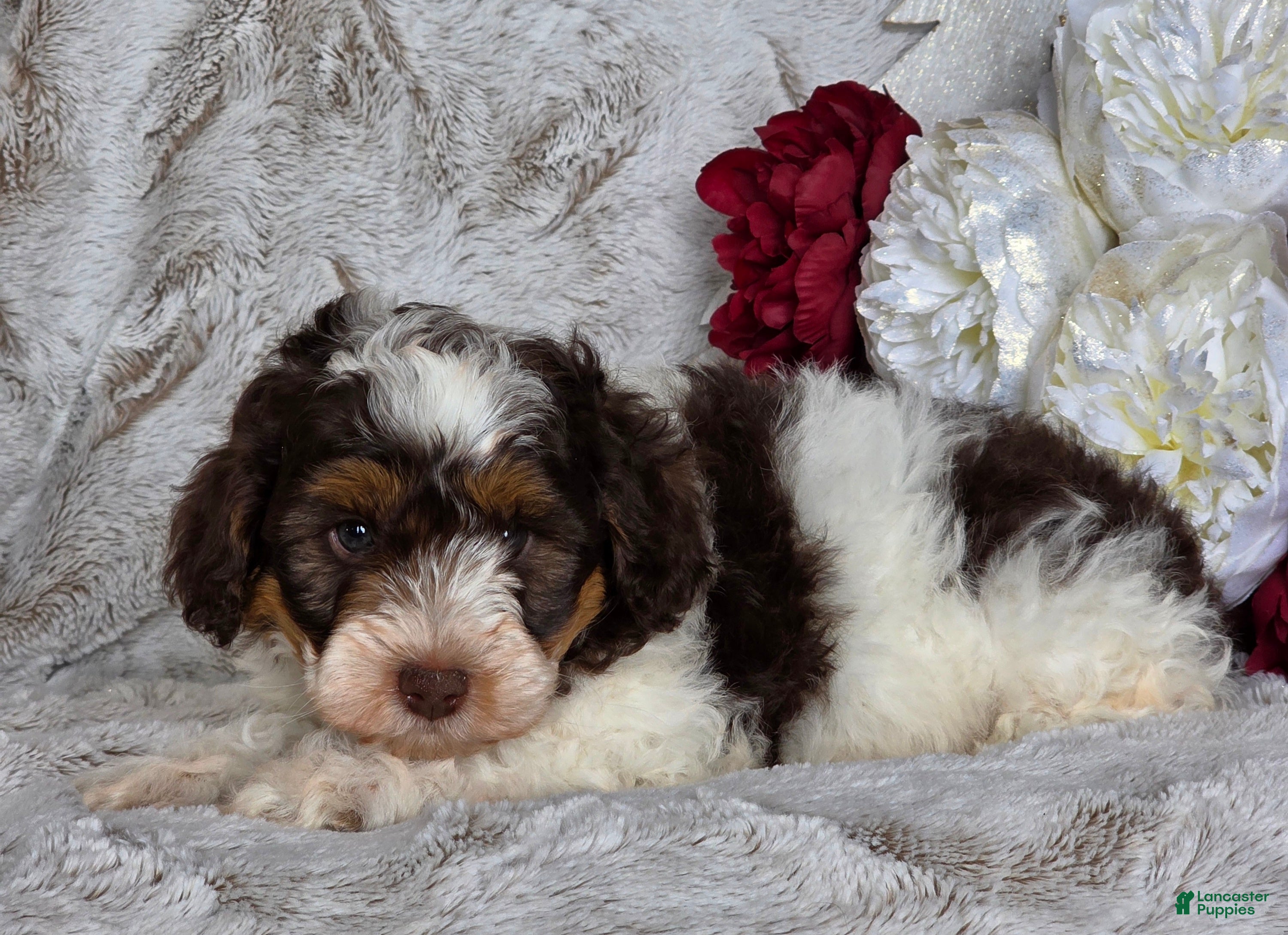 Schnoodle dogs Tinsel - Ad 8