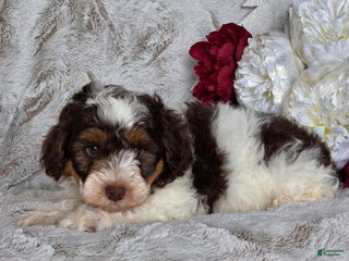 Schnoodle dogs Tinsel - Ad 8