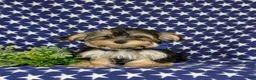 Morkie dogs for sale: Rainger 6 lbs Full Grown - Ad 2