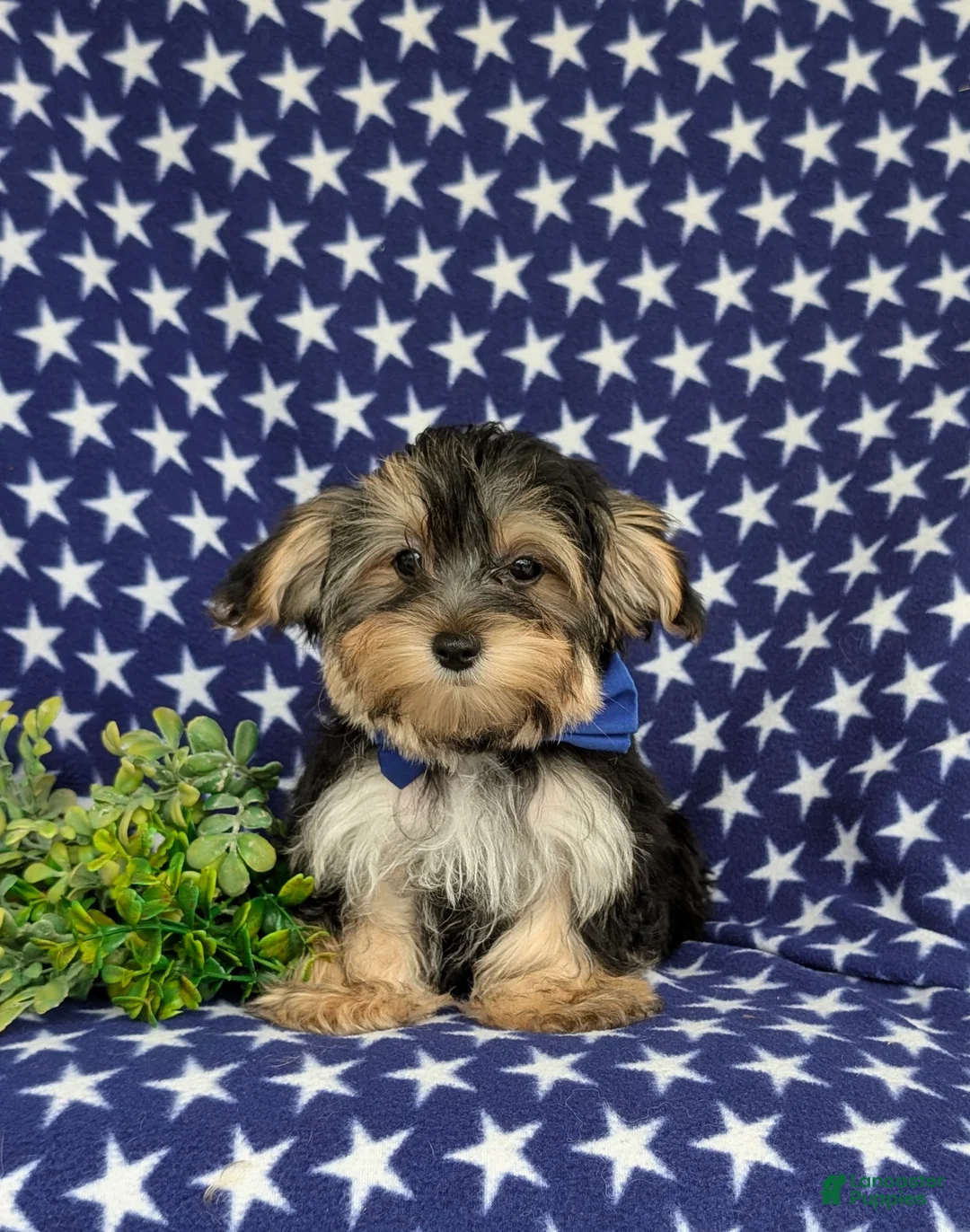 Morkie dogs for sale: Rainger 6 lbs Full Grown - Ad 2