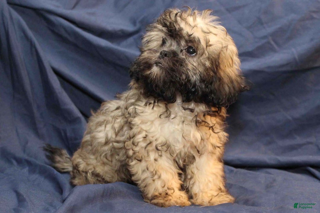 Shihpoo dogs for sale: Misty - Ad 4