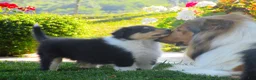 Collie dogs for sale: Saloma - Ad 5