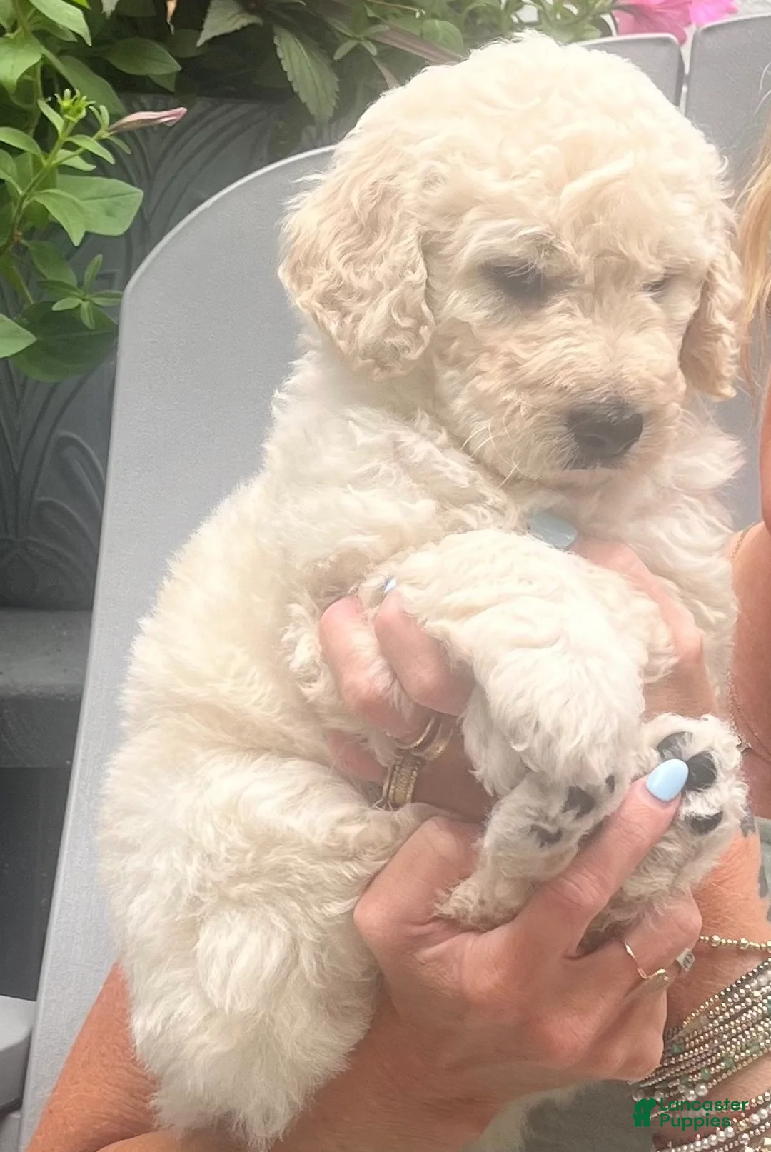 Goldendoodle dogs for sale: Goldendoodle Blossom- Pink - Ad 2