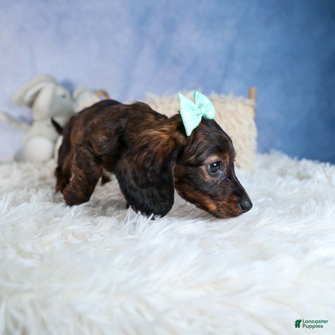 Miniature Dachshund dogs for sale: Cleo - Ad 32