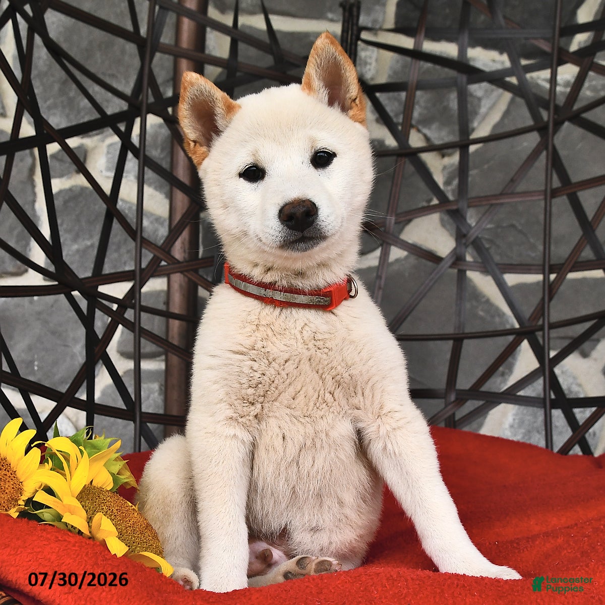 Shiba Inu dogs Moose - Ad 2