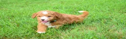 Maltipoo dogs for sale: Scout 🐾 - Ad 6