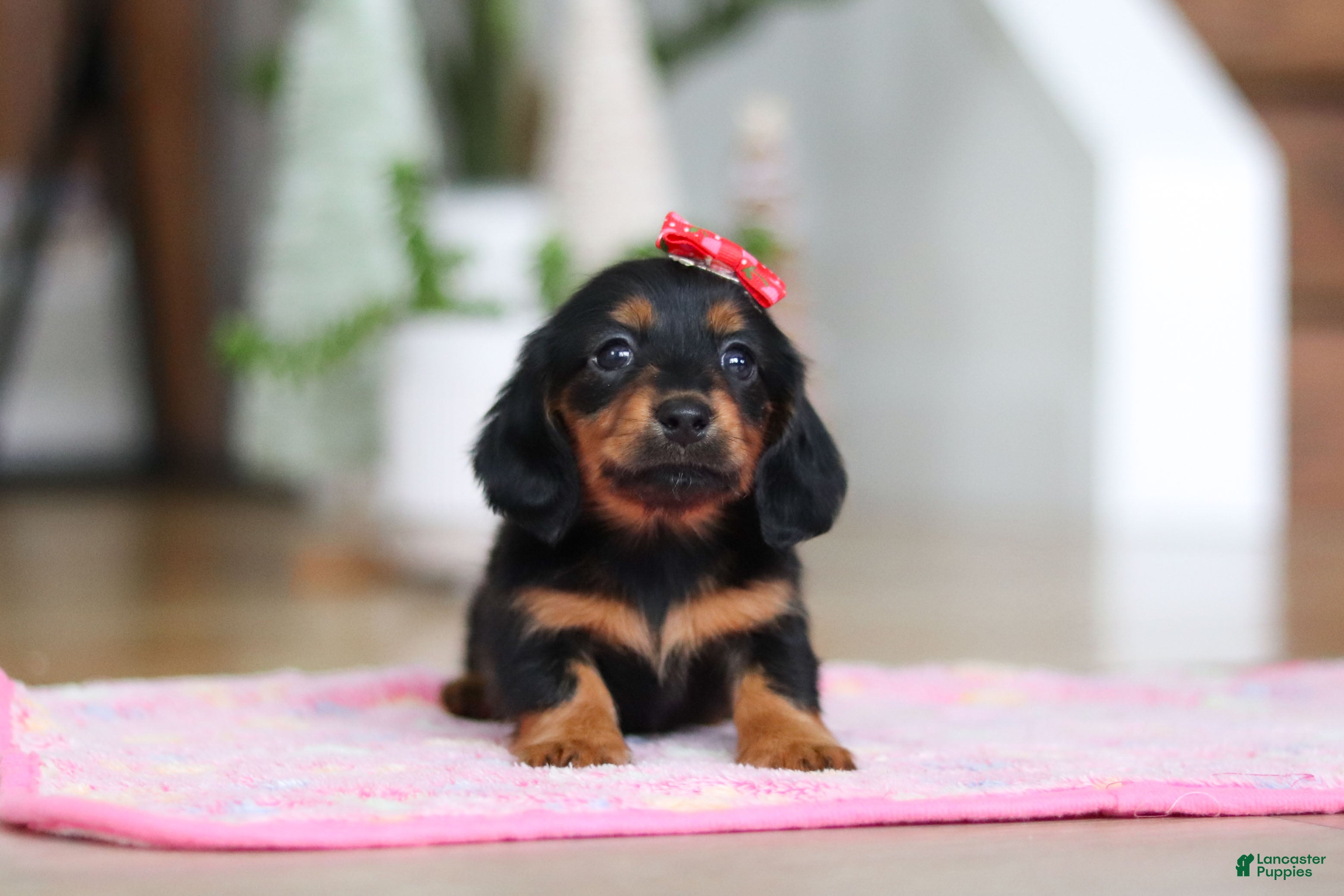 Miniature Dachshund dogs Mariah - Ad 9
