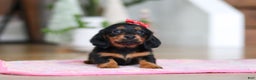 Miniature Dachshund dogs for sale: Mariah - Ad 1