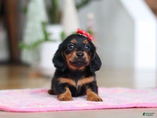 Miniature Dachshund dogs Mariah - Ad 9