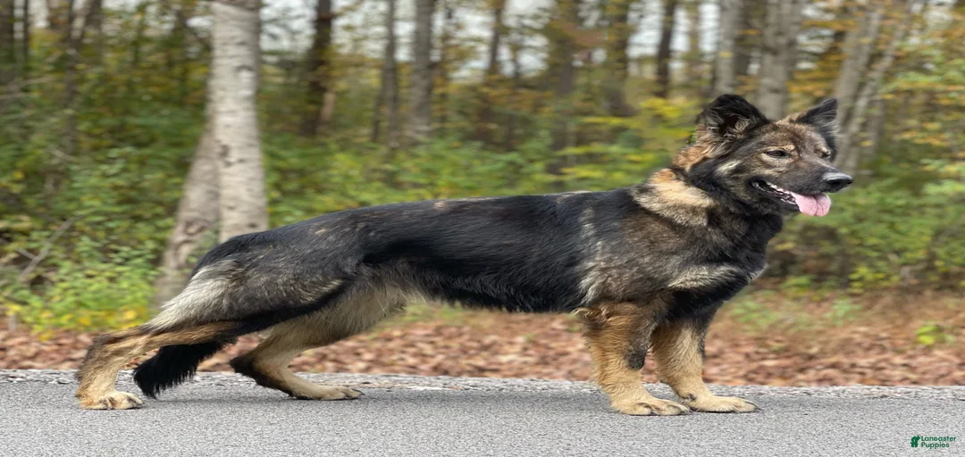 Gallery Image {{count}}