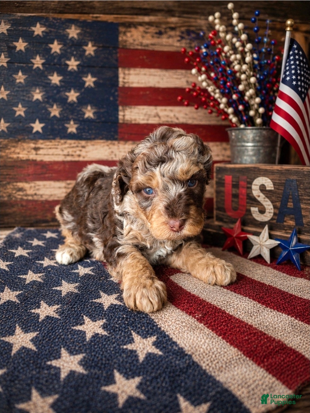 Bernedoodle dogs Bernedoodle 2 - Ad 2
