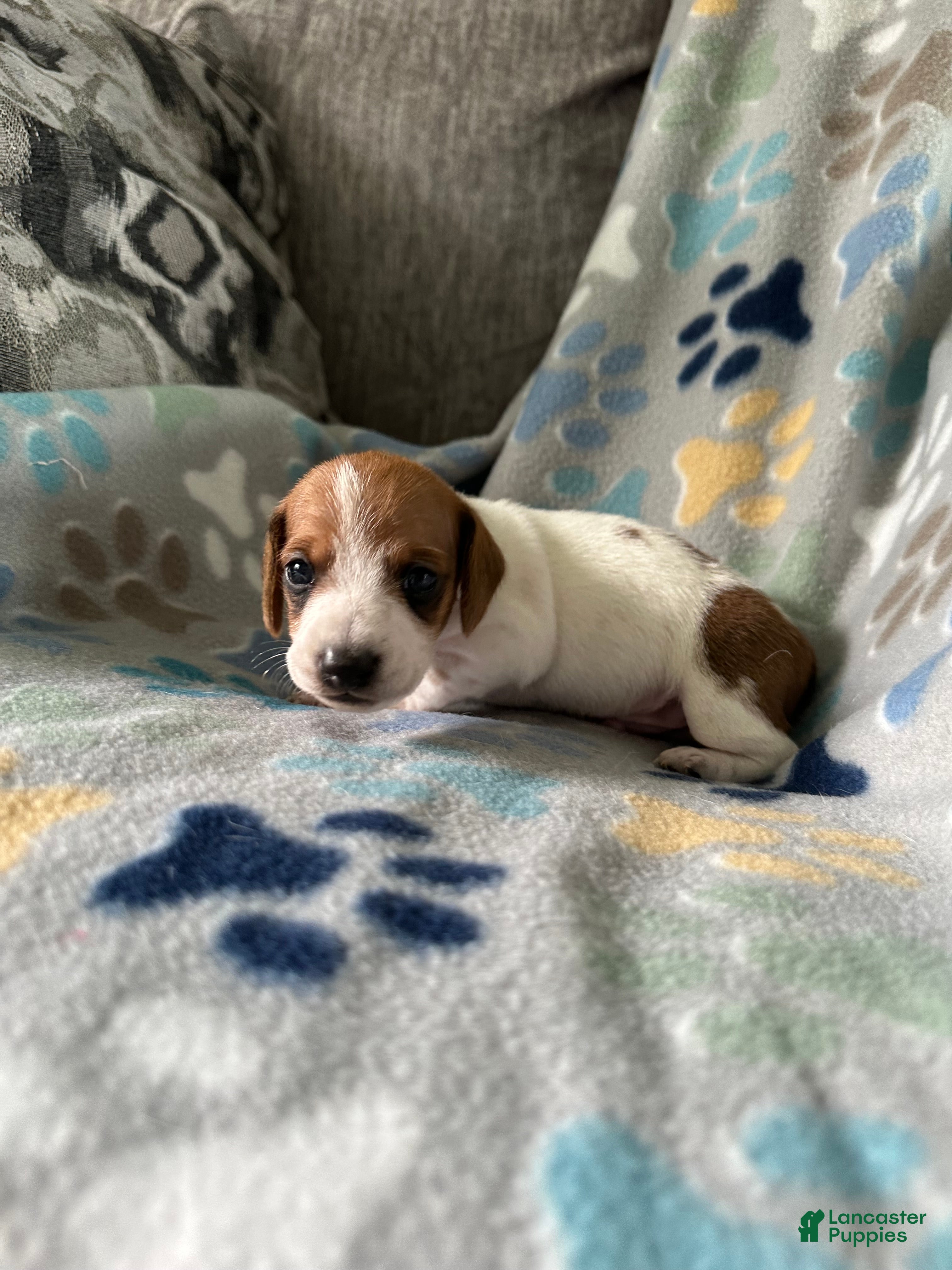 Miniature Dachshund dogs Coconut 🥥 - Ad 2